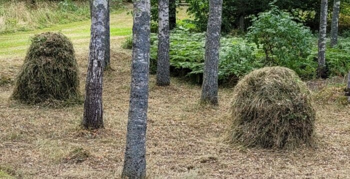 Två höstackar bland träd i en skogsglänta, naturlig grönska, lugn och idyllisk miljö.