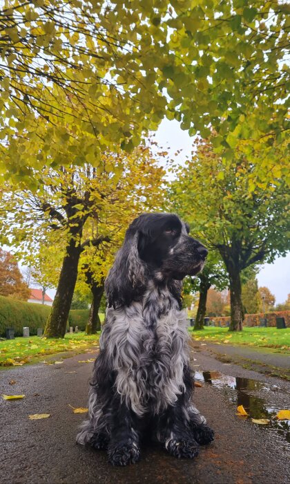 En svart och vit hund sitter på en våt väg, höstlöv, gröna träd, grå himmel.