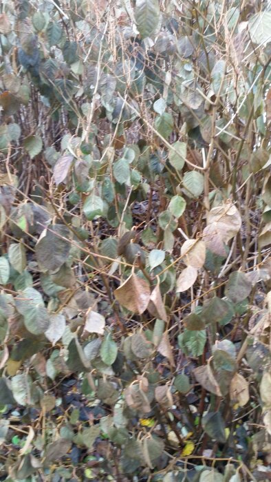 Otydlig, suddig bild på vissna buskar och blad, antydan av höst eller vinter, saknar fokus.