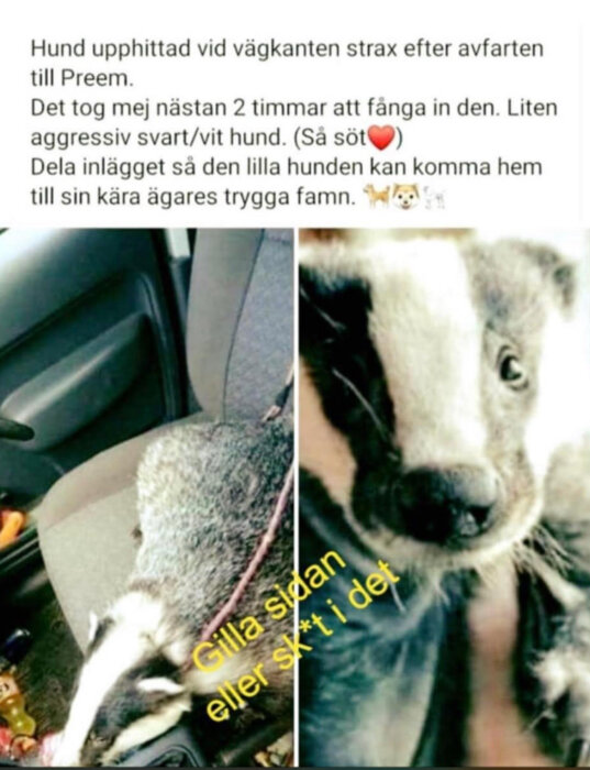 Bild på en hund i en bil, text om upphittad hund, uppmanar till att dela inlägget.