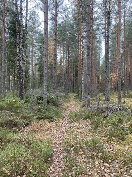 Stig i skog med tallar och björkar, täckt av löv, höststämning, orörd natur.