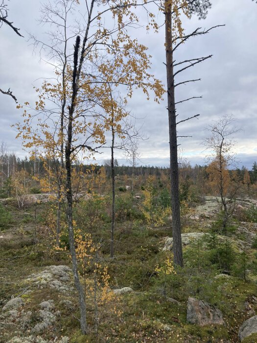 Skogsmark med gula löv på träd, molnig himmel, nordisk terräng, stenar och mossa, höst.