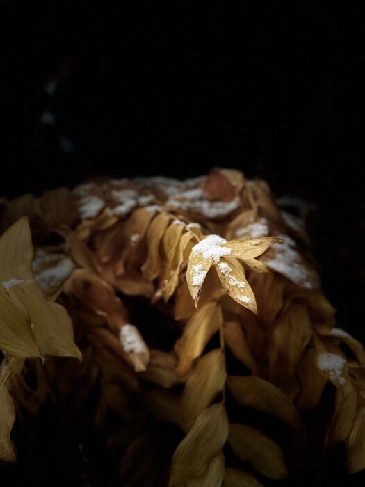 Gulnade löv mot mörk bakgrund, skimrande ljust av snö, artistisk, djupt fokus, naturens skönhet i detalj.