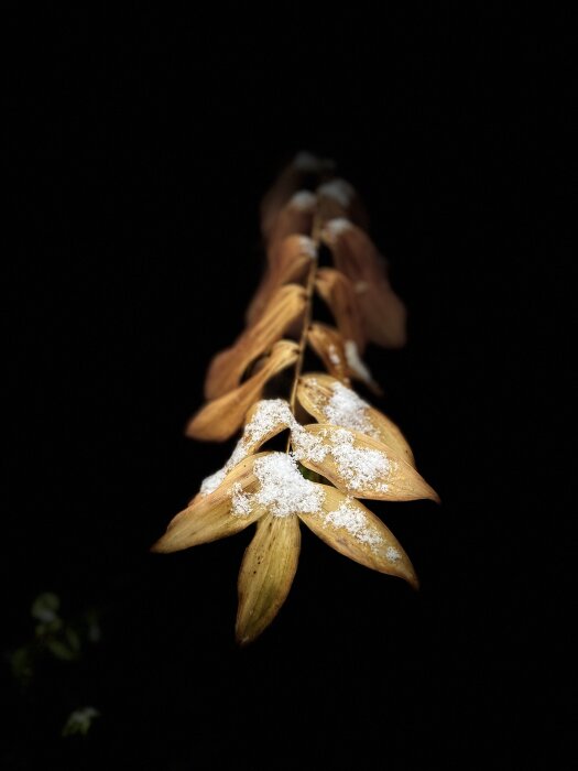 Vissnade blommor mot mörk bakgrund, täckt med frost. Natt, kyla, förgänglighet, fokus på förgrund, oskarp bakgrund.