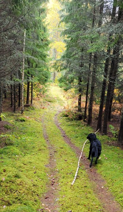 Svart hund bär pinne på skogsstig omgiven av gröna träd och mossa.