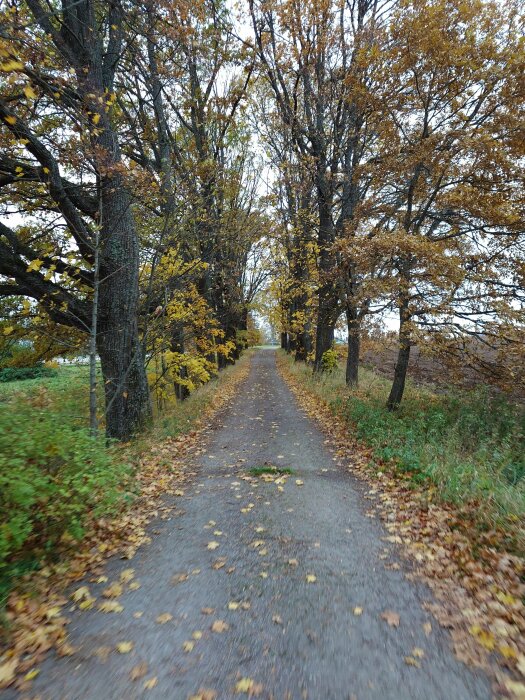 En promenadväg omgiven av träd med höstlöv, löv på marken, gråmulen himmel.