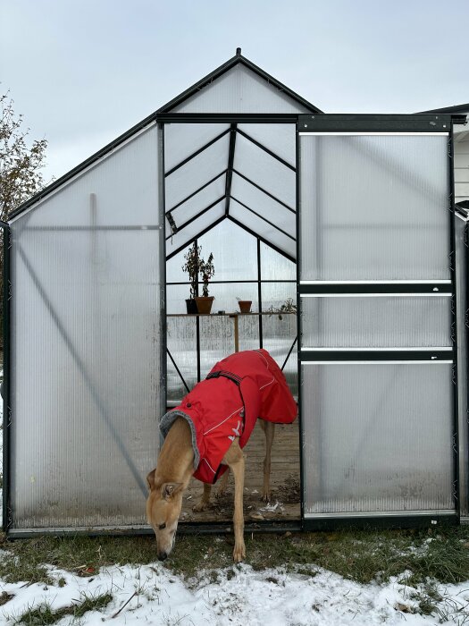 Hund med rött täcke utanför växthus på snötäckt mark.