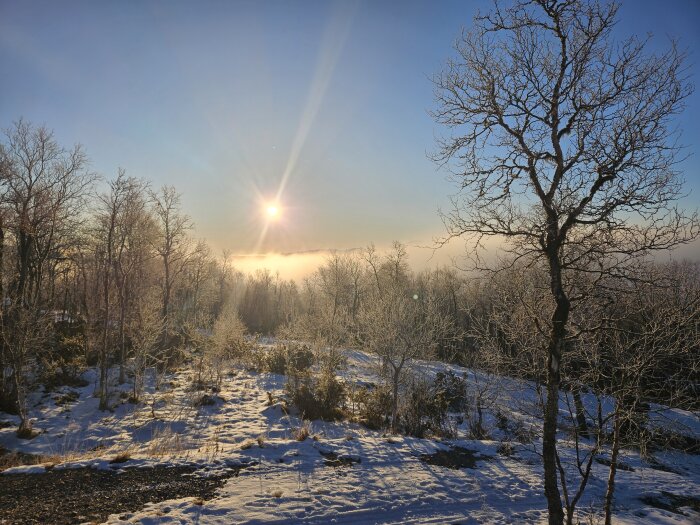 Vinterlandskap, lågt solsken, snötäckt mark, nakna träd, klar himmel, fridfull natur.