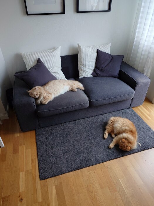 Två lata katter vilar i ett välorganiserat rum med soffa, kuddar och matta.