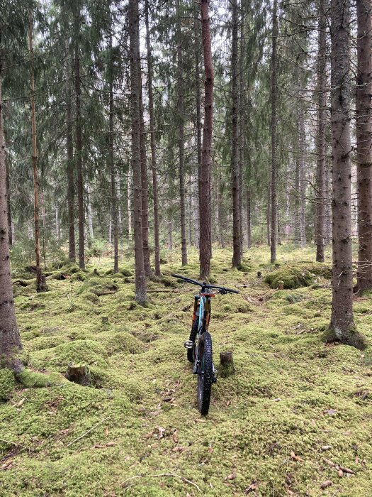 Mountainbike står i skog med mossa. Tallar dominerar. Lugnt, grönt, fridfullt. Natur utomhusaktivitet.