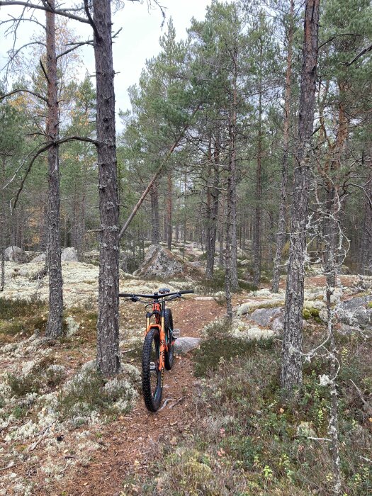 Mountainbike i skog, tallar, stenar, stig, mossa, lugnt, friluftsliv, höstfärger, äventyr.