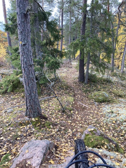 Skogsstig med höstlöv, cykelhjul i förgrunden, granar och lövträd, stenar och mossa, naturens lugn.