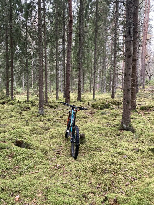 Mountainbike i en mossig skog. Lugn, grönskande natur. Träd med tunna stammar runtomkring. Ingen person synlig.