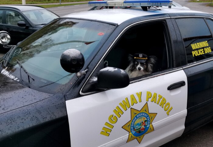 Hund i keps sitter i polisbil märkt "HIGHWAY PATROL" och "POLICE DOG" med regndroppar på sidorutan.