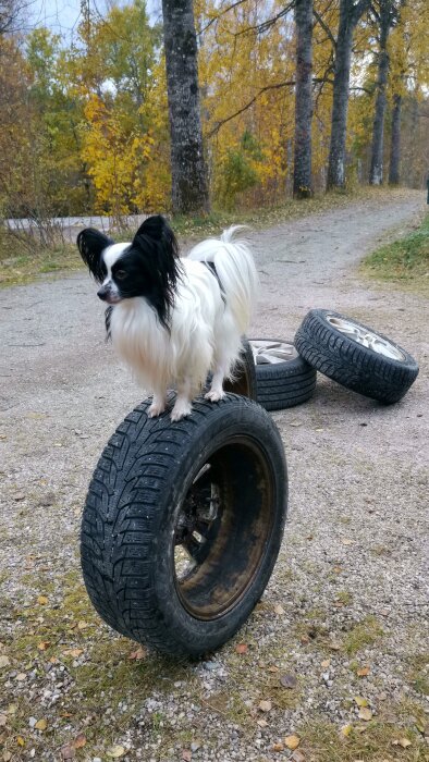 Hund står på bilens däck utomhus under hösten.