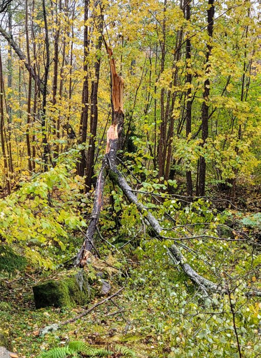 Höstskog, trasigt träd efter storm, gröna och gula löv, fuktig mark, orörd natur.