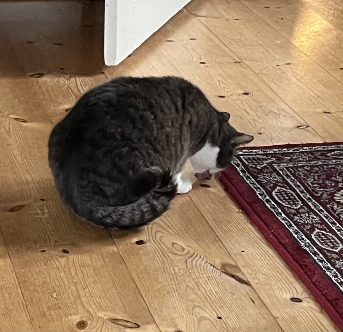Grå och vit katt sitter på trägolv vid röd mattkant, böjd över något, ryggen mot kameran.