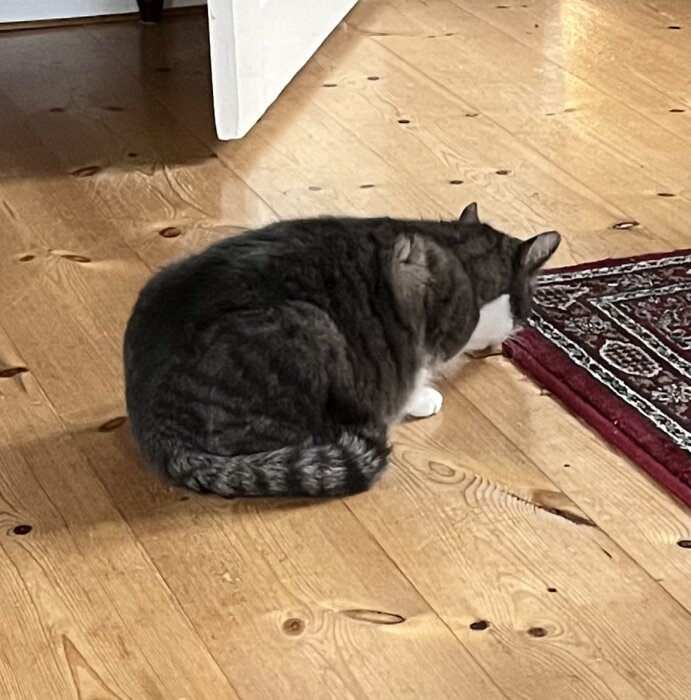 Gråbrun katt sitter ihopkurad på trägolv bredvid röd orientalisk matta.