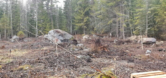 Avverkad skogsmark med stora stenar, grenar, stubbar och levande träd i bakgrunden. Övergångsmiljö, gråmulen dag.