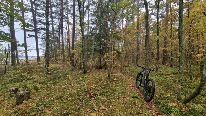 Höstig skog med täta träd, löv på marken, svart mountainbike till höger, två trädstubbar till vänster.