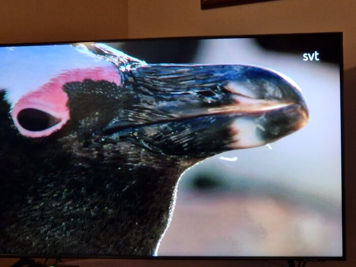 Närbild på en fågels huvud på TV, med fokus på ögat och näbben, SVT-logotyp synlig.