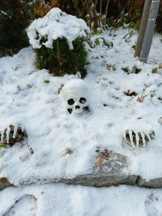 Dödskalle på snötäckt mark framför buskar och en lyktstolpe.
