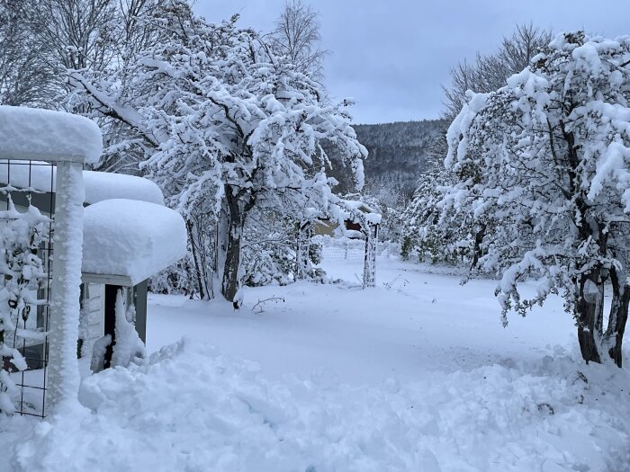 Snötäckt trädgård, tjockt lager snö på objekt, träd, kallt, vintrigt landskap, stillhet, dagtid.