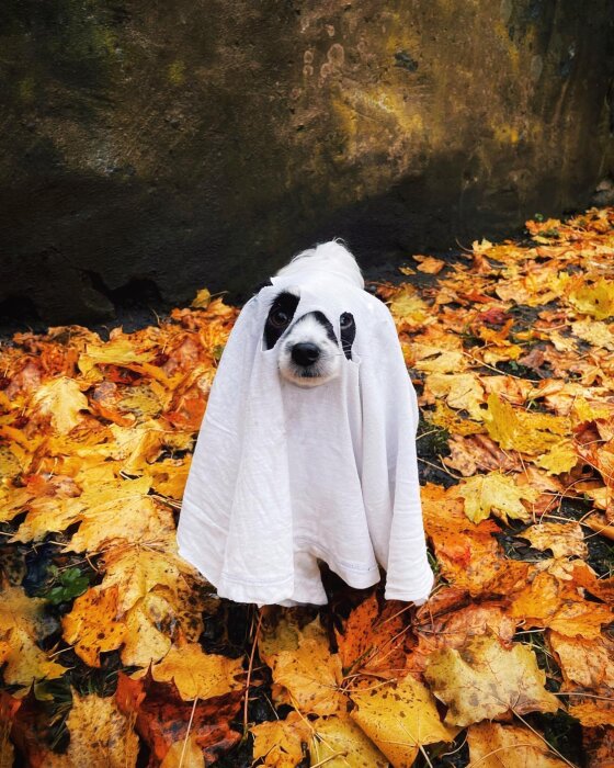 Hund klädd som spöke på lövfylld mark, hösttema, söt, rolig, utklädnad, Halloween-inspirerad.