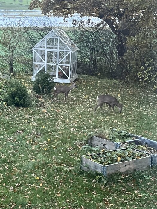 Två rådjur på en gräsmatta nära ett växthus och odlingslådor, höstlig trädgård, dystra färger.