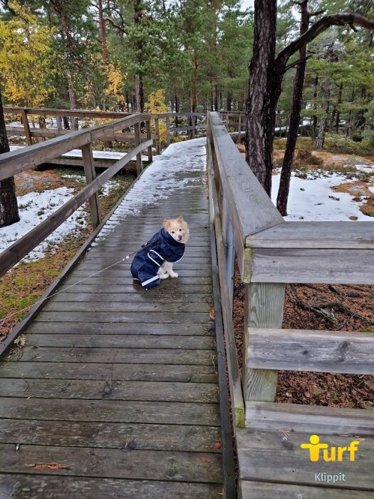 Hund i kläder sitter på en snöig träbro i skogen.