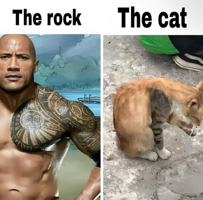 En person med tatueringar jämförs humoristiskt med en katt vars päls liknar samma mönster.