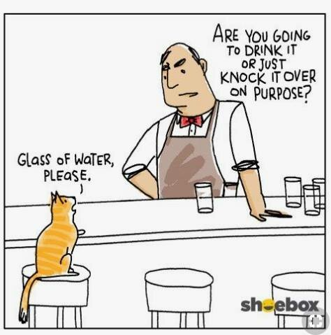 Katt vid bardisk, pratbubblor, servitör frågar om katten ska dricka eller stjälpa glaset medvetet. Humoristisk tecknad bild.