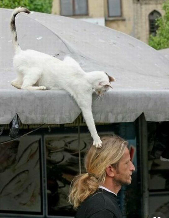 Vit katt sträcker sig ner från taket mot en förbipasserande mans huvud på gatan.
