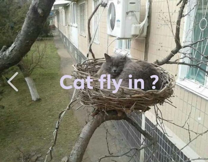 Grå katt sover i ett stort fågelbo, trädgren, byggnad i bakgrunden, humoristisk bildtext "Cat fly in?".