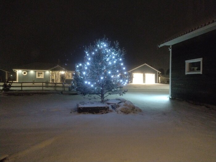 Träd med ljus, snötäckt mark, hus, mörk vinterkväll.
