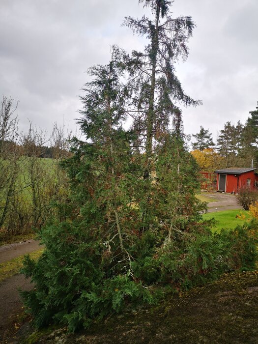 Gröna barrträd framför röd byggnad, gråmulen himmel, landsbygd, svenska landskapet, dagtid.