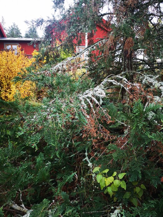 En röd stuga syns bakom frodig grönska och höstfärgade löv i ett trädgårdslandskap.