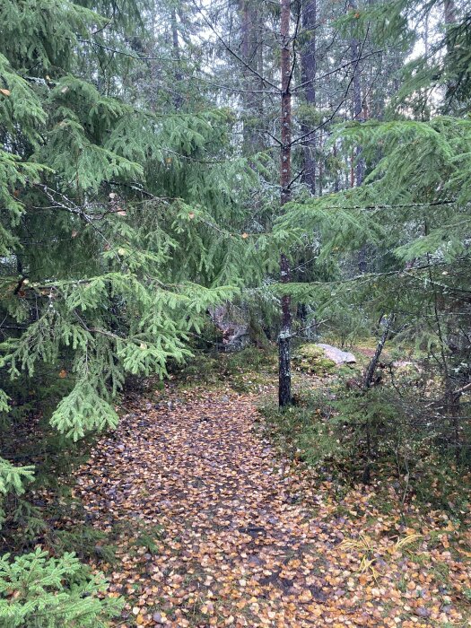 Skogsstig täckt med bruna löv, granar, höstfärger, natur, lugn, vildmarksstämning.