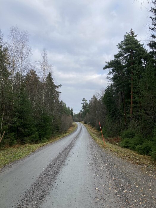 En ödslig grusväg leder in i en skog med blandade träd och molnig himmel ovanför.