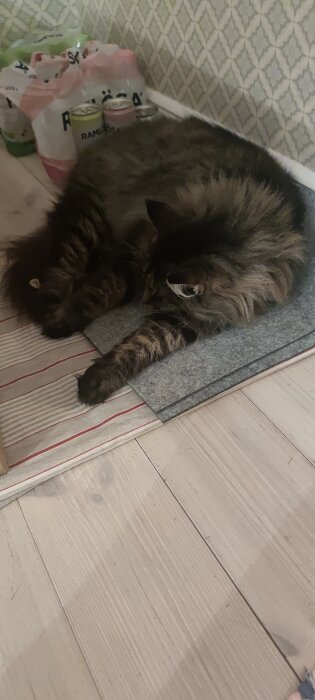 LÄnghÄrig katt vilar pÄ en grÄ filt mot en tapetserad vÀgg, bredvid vattenflaskor och matta.