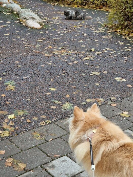 Hund i koppel ser på katt över höstlövsprytt gatsten, potentiell konfrontation eller nyfiken möte.