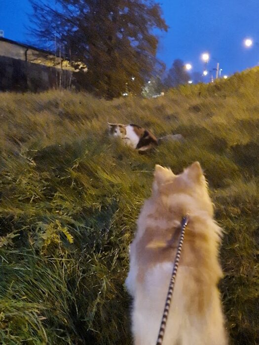 Hund i koppel ser på katt i gräset, kvällsljus, stadsmiljö, spännande möte.