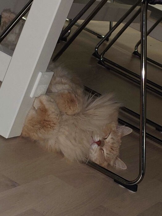 Långhårig katt sover under stol, avslappnad, rofylld, inomhus, mjuk päls, uppåtvänd, ser bekväm ut.