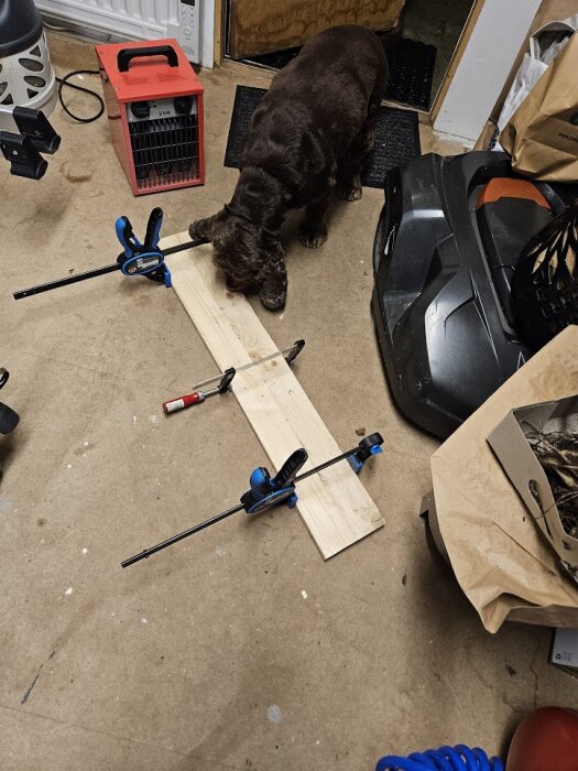 Hund i verkstad undersöker träplank med skruvstäd och verktyg runtomkring, oordning på golvet.