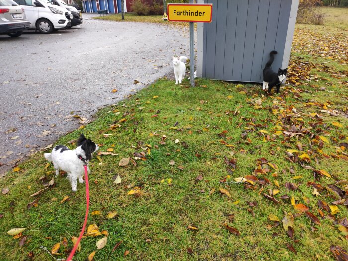 Hund på koppel, två katter, höstlöv, skylt "Farthinder", parkerade bilar, grå himmel, gräs och asfalt.