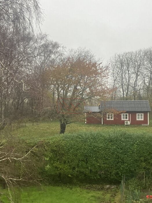 Ett rött hus med vita knutar bakom höstträd och en grön häck. Grå, dimmig himmel.