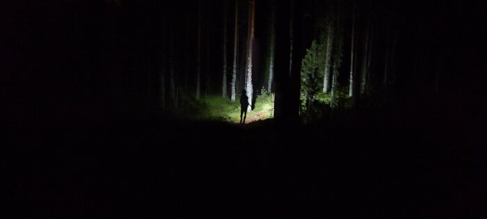 En person i en mörk skog lyser upp med en ficklampa. Mystisk, ensam, kvällsutforskning, natur, tystnad, mörker omkring.