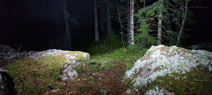 Nattskog med stig, belysta lavtäckta stenar, mörker omger träden, mystisk atmosfär.