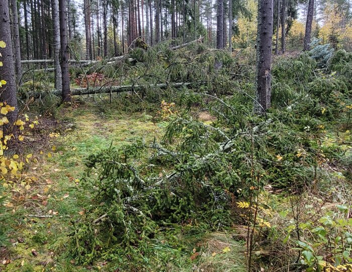 Skog efter storm, fallna träd, barrträd, löv, höstfärger, fuktigt, vild och orörd natur.