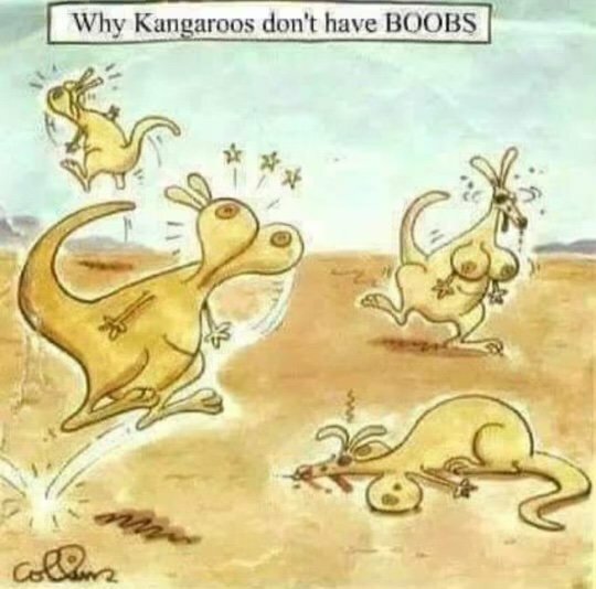 KangeooBoobs.jpg